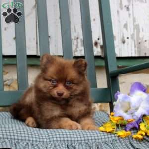 Barber, Pomeranian Puppy